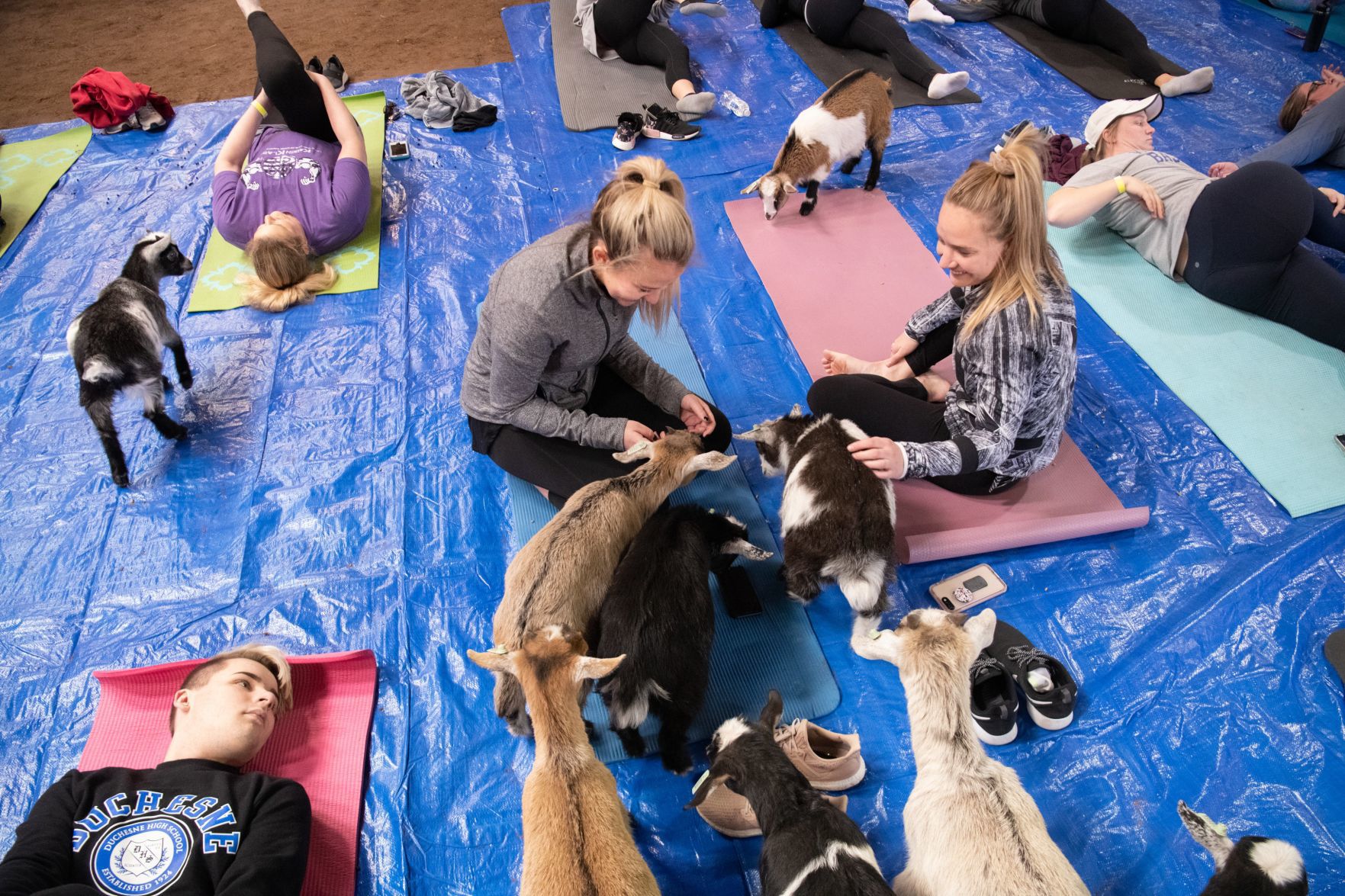 Baby goat yoga at Longmeadow Rescue Ranch
